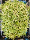 Fresh organic sunflower shoots sold at farmers` market Royalty Free Stock Photo