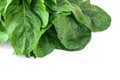 Fresh organic Swiss Silverbeet chard or spinach leaves with drops of water on white background. Healthy eating concept. Royalty Free Stock Photo