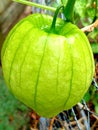 Tomatillo fruit in plant