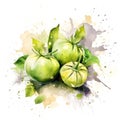 Fresh Organic Tomatillo Vegetable Square Background.