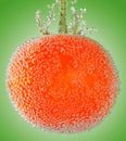 A fresh organic tomato Royalty Free Stock Photo