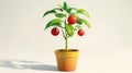 Fresh organic tomato plant with ripe tomatoes in a flower pot isolated on white background Royalty Free Stock Photo