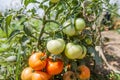 Fresh organic tomatoes non GMO Royalty Free Stock Photo