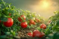 Fresh Organic Tomatoes Growing on Vine in Sunlight at Golden Hour in Garden Royalty Free Stock Photo