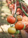 Fresh organic tomatoes hanging on tree in garden background Royalty Free Stock Photo