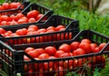 Fresh Organic Tomatoes