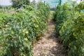 Fresh organic tomatoes non GMO Royalty Free Stock Photo