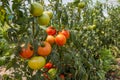 Fresh organic tomatoes non GMO Royalty Free Stock Photo