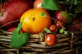 Fresh organic tomatoes in old wicker basket Royalty Free Stock Photo