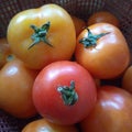 Fresh organic tomatoes picked from the tree Royalty Free Stock Photo