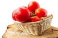 Fresh organic tomatoes with water drops in a basket isolated on white. Close up Royalty Free Stock Photo