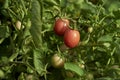 Organic Tomatos