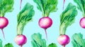 Fresh Organic Turnip Vegetable Horizontal Seamless Background.