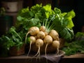 Fresh Organic Turnip Vegetable Horizontal Illustration.