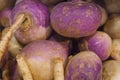 Fresh Organic Turnips make Vibrant Colors in Vancouvers Grandville Island Market Royalty Free Stock Photo