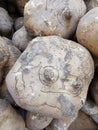 Fresh organic turnips on market