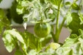 Fresh organic unripe tomato plant growing on vegetable patch Royalty Free Stock Photo