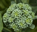 Fresh organic vegetable broccoli homegrown
