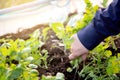 Fresh organic vegetable coriander or cilantro bunch in farm