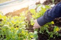 Fresh organic vegetable coriander or cilantro bunch in farm