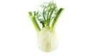 Fresh and organic vegetable fennel on a white background