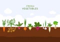Fresh organic vegetable garden on blue sky background. Garden with different kind root veggies. Set vegetables plant
