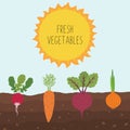 Fresh organic vegetable garden on blue sky background. Set vegetables plant growing underground carrot, onion, radish