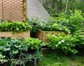 Fresh Organic vegetable garden with raised beds. Royalty Free Stock Photo