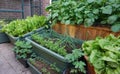 Fresh Organic vegetable garden with raised beds. with beans for vertical gardening. homemade vegetables in a urban city. Royalty Free Stock Photo