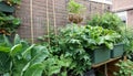 Fresh Organic vegetable garden with raised beds. with beans for vertical gardening. homemade vegetables in a urban city Royalty Free Stock Photo