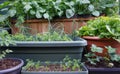 Fresh Organic vegetable garden with raised beds. vegetables in a urban city. tomatoes, potatoes, salad, strawberry, carrots. Royalty Free Stock Photo