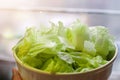 Fresh organic vegetable green salad Chinese Cabbage Royalty Free Stock Photo
