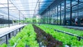 Fresh organic vegetable in hydroponic vegetable field. Royalty Free Stock Photo