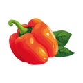Fresh organic vegetable pepper, ripe healthy eating