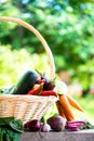 Fresh Organic Vegetables in basket. Autumn Harvest Concept Royalty Free Stock Photo