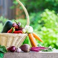 Fresh Organic Vegetables in basket. Autumn Harvest Concept Royalty Free Stock Photo