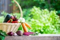 Fresh Organic Vegetables in basket. Autumn Harvest Concept Royalty Free Stock Photo