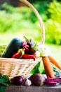 Fresh Organic Vegetables in basket. Autumn Harvest Concept Royalty Free Stock Photo