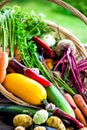 Fresh Organic Vegetables in basket. Autumn Harvest Concept Royalty Free Stock Photo