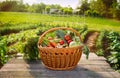 Fresh organic vegetables in basket Royalty Free Stock Photo