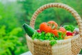 Fresh organic vegetables in the basket