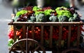 Fresh organic vegetables on carts