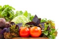 Fresh organic vegetables for cooking food on wooden cutting board. Fresh tomatoes, cabbage, beets, lettuce, basil, arugula. Royalty Free Stock Photo