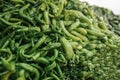 Fresh and organic vegetables at farmers market. Marketplace. Natural produce. Paprika. Pepper. Natural local products on Royalty Free Stock Photo