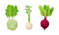 Fresh organic vegetables set. Kohlrabi, celery, beetroot healthy vegetarian food vector illustration