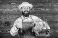 Fresh organic vegetables in wicker basket. Man bearded farmer presenting eco vegetables wooden background. Farm delivery Royalty Free Stock Photo