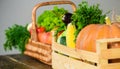 Fresh organic vegetables in wicker basket and wooden box. Fall harvest concept. Autumn harvest organic crops pumpkin Royalty Free Stock Photo