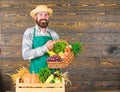 Fresh organic vegetables in wicker basket and wooden box. Man cheerful bearded farmer near vegetables wooden background Royalty Free Stock Photo