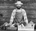 Fresh organic vegetables in wicker basket and wooden box. Man cheerful bearded farmer near vegetables wooden background Royalty Free Stock Photo