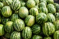 Fresh organic watermelons on the farmers market. Close-up watermelon background. Healthy vegan food Royalty Free Stock Photo
